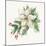 White Poinsettia-PI Studio-Mounted Art Print