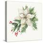 White Poinsettia-PI Studio-Stretched Canvas