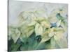 White Poinsettia-Karen Armitage-Stretched Canvas