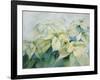 White Poinsettia-Karen Armitage-Framed Giclee Print