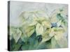 White Poinsettia-Karen Armitage-Stretched Canvas