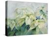 White Poinsettia-Karen Armitage-Stretched Canvas