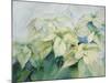 White Poinsettia-Karen Armitage-Mounted Giclee Print