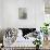 White Poinsettia-Karen Armitage-Giclee Print displayed on a wall