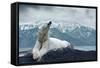 White Polar Bear on the Ice-yuran-78-Framed Stretched Canvas