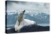 White Polar Bear on the Ice-yuran-78-Stretched Canvas