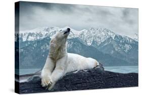 White Polar Bear on the Ice-yuran-78-Stretched Canvas