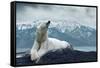 White Polar Bear on the Ice-yuran-78-Framed Stretched Canvas