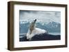 White Polar Bear on the Ice-yuran-78-Framed Premium Photographic Print