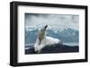 White Polar Bear on the Ice-yuran-78-Framed Premium Photographic Print