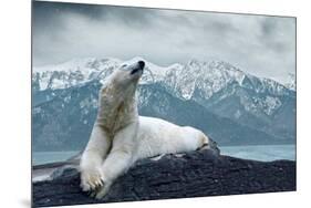 White Polar Bear on the Ice-yuran-78-Mounted Photographic Print