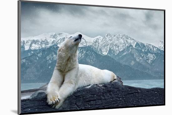 White Polar Bear on the Ice-yuran-78-Mounted Photographic Print