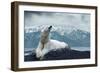 White Polar Bear on the Ice-yuran-78-Framed Photographic Print