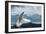 White Polar Bear on the Ice-yuran-78-Framed Photographic Print