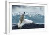 White Polar Bear on the Ice-yuran-78-Framed Photographic Print