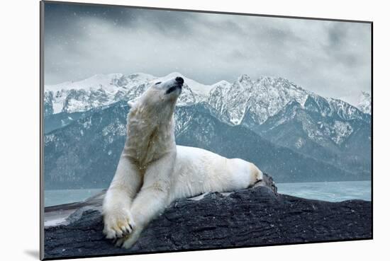 White Polar Bear on the Ice-yuran-78-Mounted Photographic Print