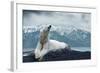 White Polar Bear on the Ice-yuran-78-Framed Photographic Print