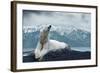 White Polar Bear on the Ice-yuran-78-Framed Photographic Print