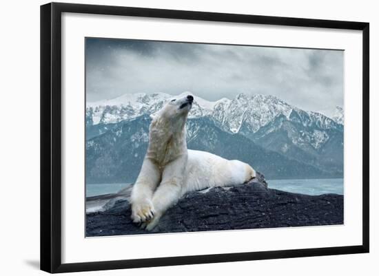 White Polar Bear on the Ice-yuran-78-Framed Photographic Print