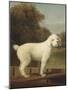 White Poodle in a Punt, 1780-George Stubbs-Mounted Art Print