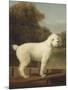 White Poodle in a Punt, 1780-George Stubbs-Mounted Art Print