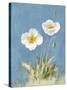 White Poppies I No Butterfly-Danhui Nai-Stretched Canvas