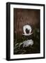 White Poppies-Incado-Framed Photographic Print