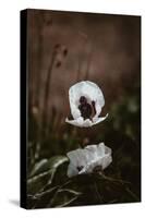 White Poppies-Incado-Stretched Canvas