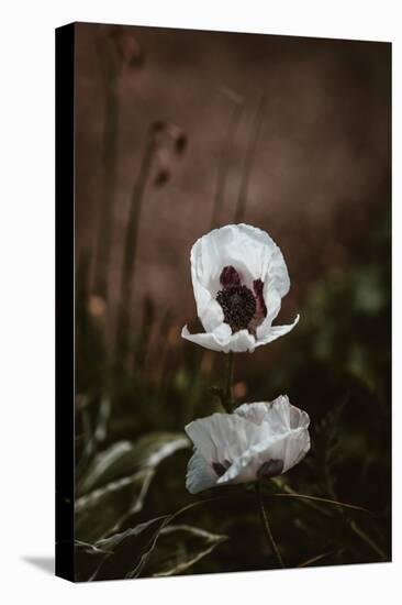 White Poppies-Incado-Stretched Canvas