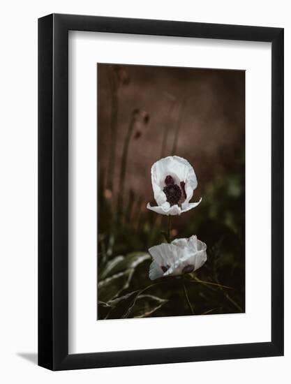 White Poppies-Incado-Framed Photographic Print