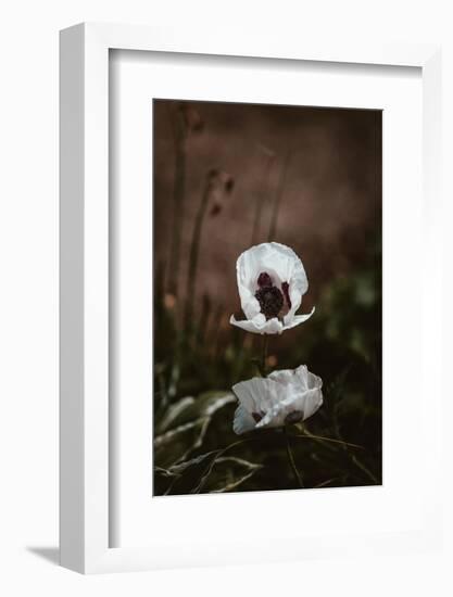 White Poppies-Incado-Framed Photographic Print