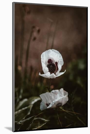 White Poppies-Incado-Mounted Photographic Print