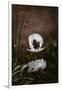 White Poppies-Incado-Framed Photographic Print