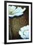 White Poppies-Cherie Roe Dirksen-Framed Giclee Print