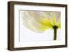 White Poppy 2-Janet Slater-Framed Photographic Print