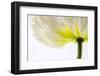 White Poppy 2-Janet Slater-Framed Photographic Print