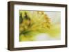 White Poppy 3-Janet Slater-Framed Photographic Print