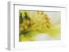 White Poppy 3-Janet Slater-Framed Photographic Print