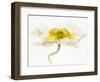 White Poppy 4-Janet Slater-Framed Photographic Print