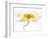 White Poppy 4-Janet Slater-Framed Photographic Print