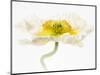 White Poppy 4-Janet Slater-Mounted Photographic Print