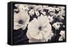 White Poppy Field-Mindy Sommers-Framed Stretched Canvas