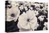 White Poppy Field-Mindy Sommers-Stretched Canvas