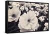 White Poppy Field-Mindy Sommers-Framed Stretched Canvas