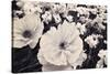White Poppy Field-Mindy Sommers-Stretched Canvas