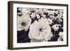 White Poppy Field-Mindy Sommers-Framed Giclee Print