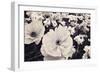White Poppy Field-Mindy Sommers-Framed Giclee Print