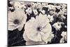 White Poppy Field-Mindy Sommers-Mounted Giclee Print