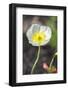 White Poppy, garden, USA-Lisa S. Engelbrecht-Framed Photographic Print