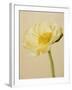 White poppy-Kate Mitchell-Framed Photographic Print